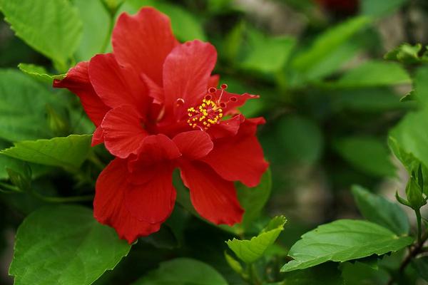 扶桑花怎么養(yǎng) 扶桑養(yǎng)殖方法與注意事項(xiàng)