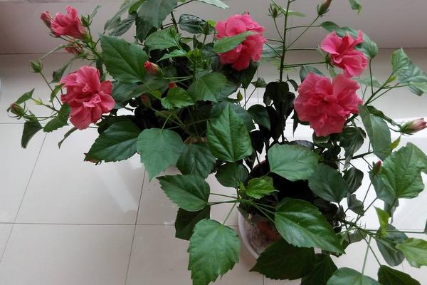 扶桑花怎么養(yǎng) 扶桑養(yǎng)殖方法與注意事項(xiàng)