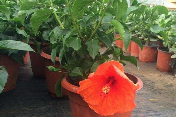 扶桑花怎么養(yǎng) 扶桑養(yǎng)殖方法與注意事項(xiàng)