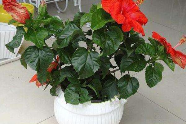 扶桑花怎么養(yǎng) 扶桑養(yǎng)殖方法與注意事項(xiàng)