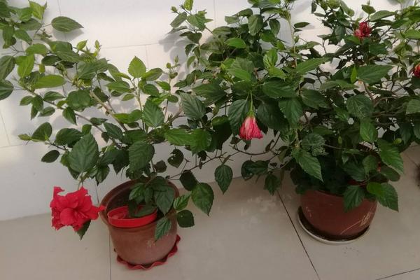 扶桑花怎么養(yǎng) 扶桑養(yǎng)殖方法與注意事項(xiàng)