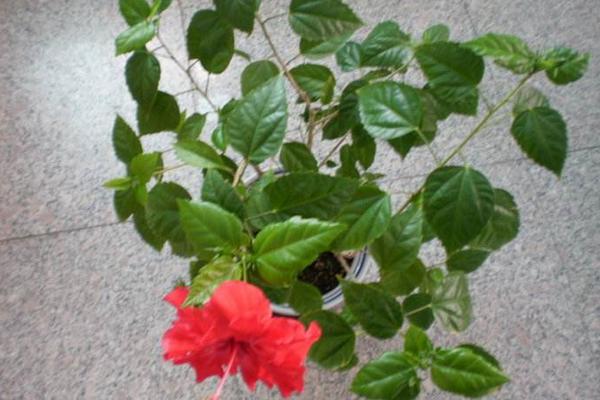 扶桑花怎么養(yǎng) 扶桑養(yǎng)殖方法與注意事項(xiàng)