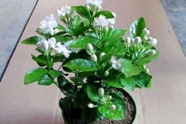 盆栽茉莉花怎么澆水（多久澆一次） 盆栽茉莉花怎么施肥