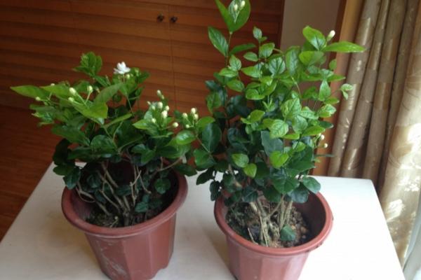 盆栽茉莉花怎么澆水（多久澆一次） 盆栽茉莉花怎么施肥