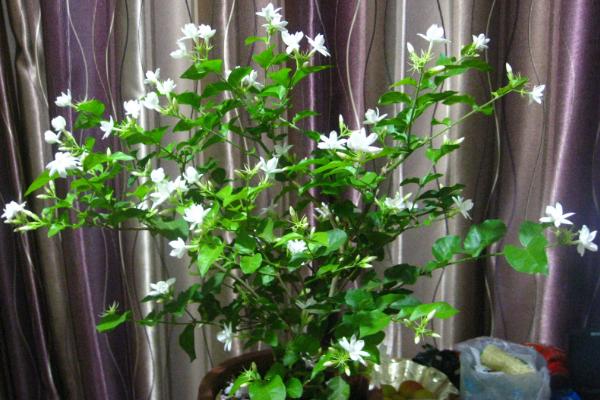 盆栽茉莉花怎么澆水（多久澆一次） 盆栽茉莉花怎么施肥