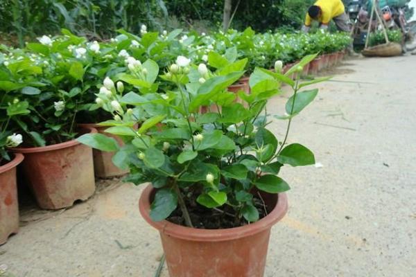 盆栽茉莉花怎么澆水（多久澆一次） 盆栽茉莉花怎么施肥