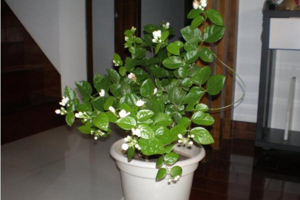盆栽茉莉花怎么澆水（多久澆一次） 盆栽茉莉花怎么施肥