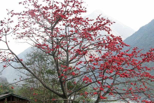 木棉圖片大全 木棉花語及寓意