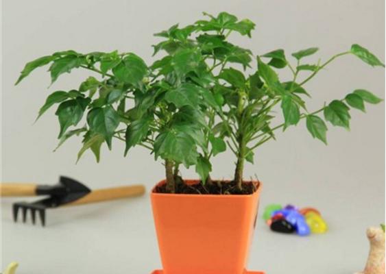 平安樹有毒嗎 平安樹能放在室內(nèi)臥室嗎