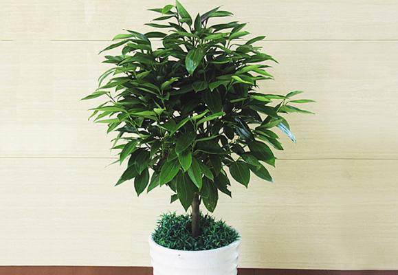 平安樹有毒嗎 平安樹能放在室內(nèi)臥室嗎
