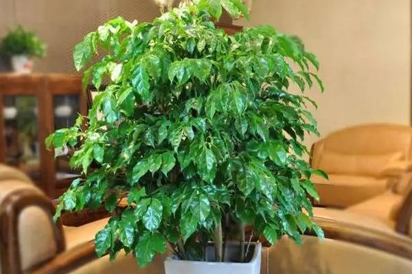 平安樹有毒嗎 平安樹能放在室內(nèi)臥室嗎