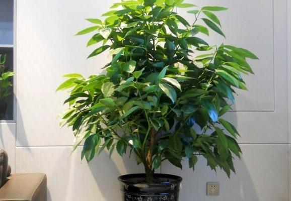 平安樹有毒嗎 平安樹能放在室內(nèi)臥室嗎