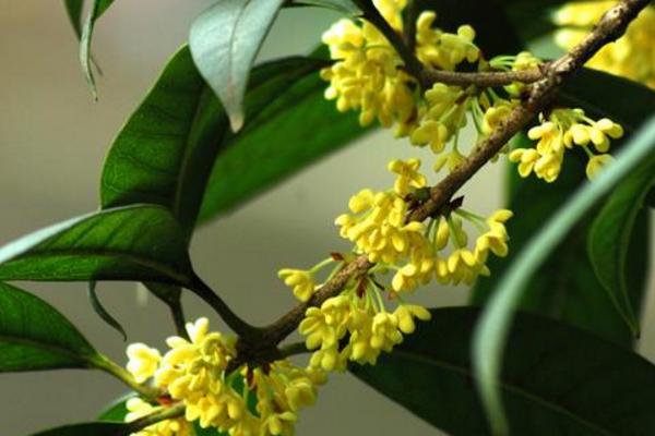 桂花樹怎么施肥 桂花樹什么時候嫁接