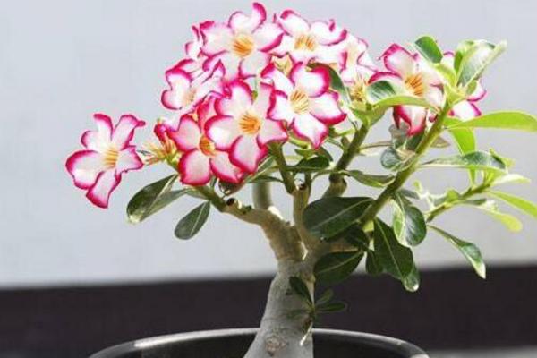 沙漠玫瑰用什么土栽培好 沙漠玫瑰如何澆水施肥