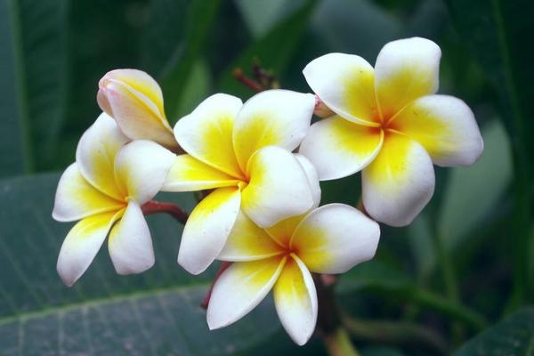 雞蛋花有毒嗎 雞蛋花能放在室內臥室嗎