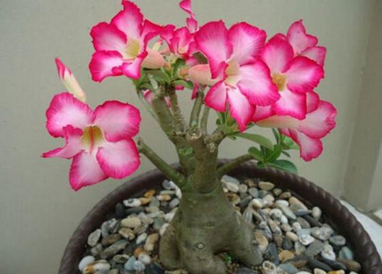 沙漠玫瑰用什么土栽培好 沙漠玫瑰如何澆水施肥