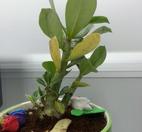 沙漠玫瑰用什么土栽培好 沙漠玫瑰如何澆水施肥