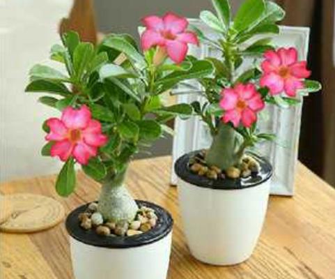 沙漠玫瑰用什么土栽培好 沙漠玫瑰如何澆水施肥