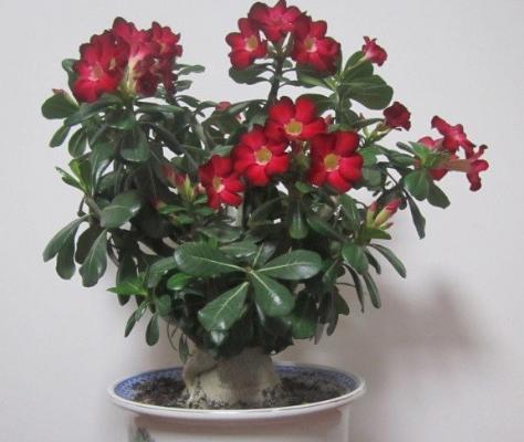 沙漠玫瑰用什么土栽培好 沙漠玫瑰如何澆水施肥