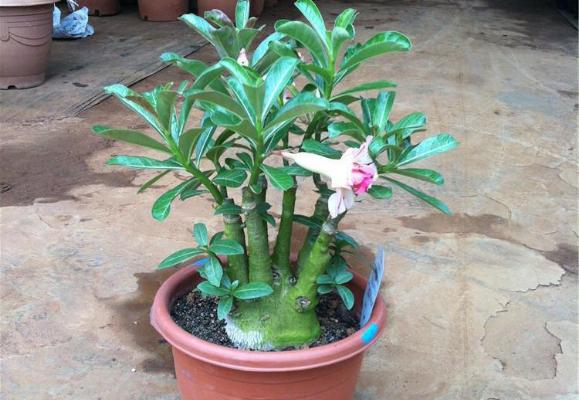 沙漠玫瑰用什么土栽培好 沙漠玫瑰如何澆水施肥