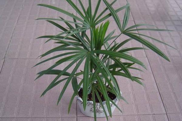 家庭養(yǎng)棕竹好嗎 養(yǎng)棕竹對(duì)風(fēng)水的作用