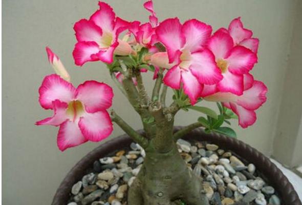 沙漠玫瑰種子市場價格多少錢一斤 沙漠玫瑰種子怎么種