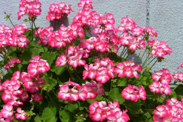 天竺葵能驅(qū)蚊嗎 天竺葵產(chǎn)地在哪里