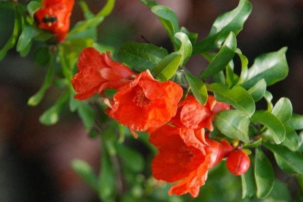 石榴花葉子發黃怎么辦 石榴花掉葉子的原因及解決方法