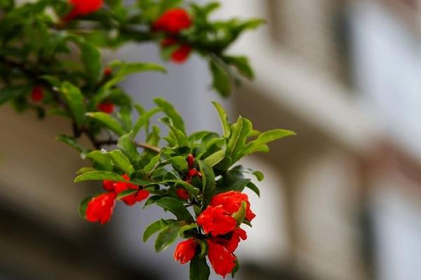 石榴花葉子發黃怎么辦 石榴花掉葉子的原因及解決方法