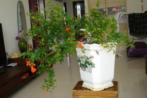 石榴花葉子發黃怎么辦 石榴花掉葉子的原因及解決方法