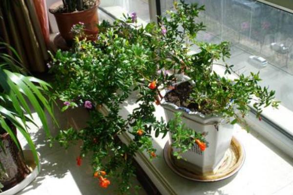 石榴花葉子發黃怎么辦 石榴花掉葉子的原因及解決方法