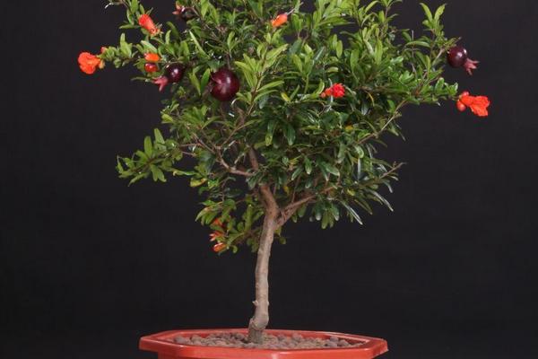 石榴花葉子發黃怎么辦 石榴花掉葉子的原因及解決方法