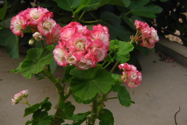 天竺葵有毒嗎 天竺葵能放在室內(nèi)臥室嗎