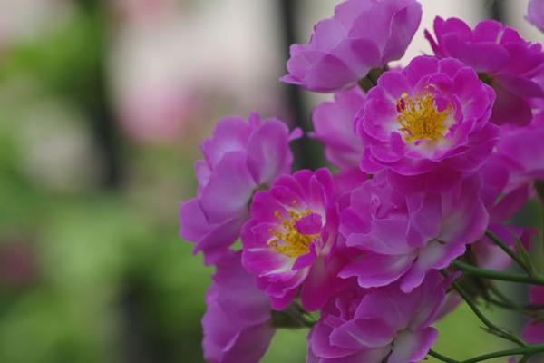 薔薇花和月季花的區別是什么 薔薇花不開花怎么辦