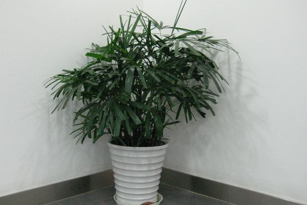 袖珍椰子是椰子嗎 袖珍椰子和普通椰子樹的區別是什么