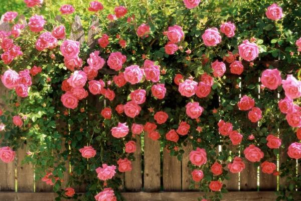 家庭養薔薇花好嗎 薔薇花對風水的作用