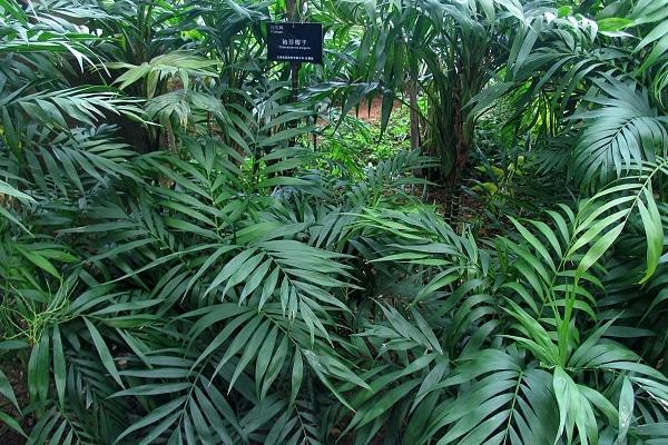 袖珍椰子怎么澆水（多久澆一次） 袖珍椰子澆水注意事項(xiàng)