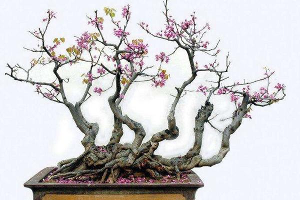 紫荊盆景怎么制作好看 紫荊盆栽養殖方法