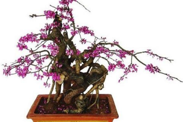 紫荊盆景怎么制作好看 紫荊盆栽養殖方法