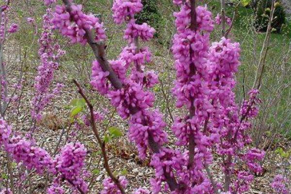 紫荊盆景怎么制作好看 紫荊盆栽養殖方法
