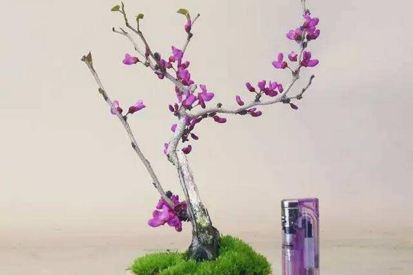 紫荊盆景怎么制作好看 紫荊盆栽養殖方法