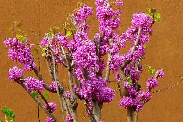 紫荊盆景怎么制作好看 紫荊盆栽養殖方法