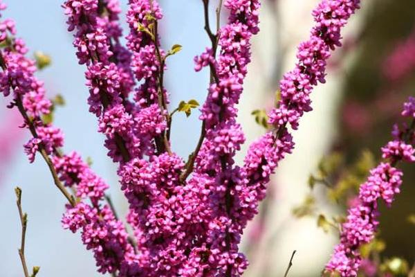 紫荊盆景怎么制作好看 紫荊盆栽養殖方法