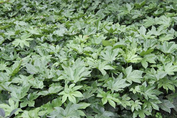 八角金盤圖片大全 八角金盤花語及寓意