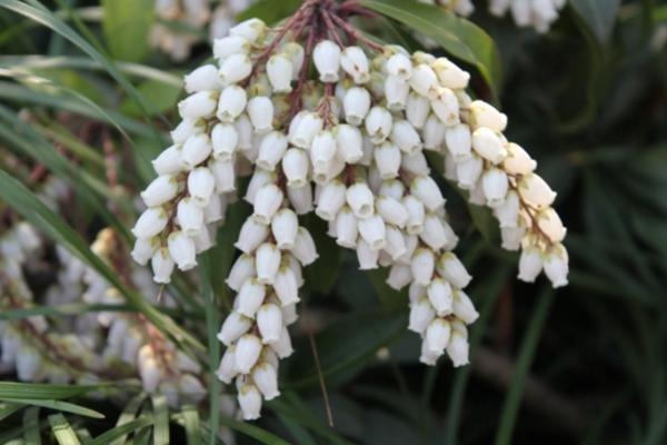 馬醉木圖片大全 馬醉木有毒嗎