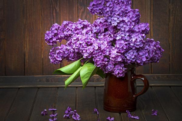 丁香什么時候開花(什么季節(jié)、幾月) 盆栽丁香的養(yǎng)殖方法和注意事項