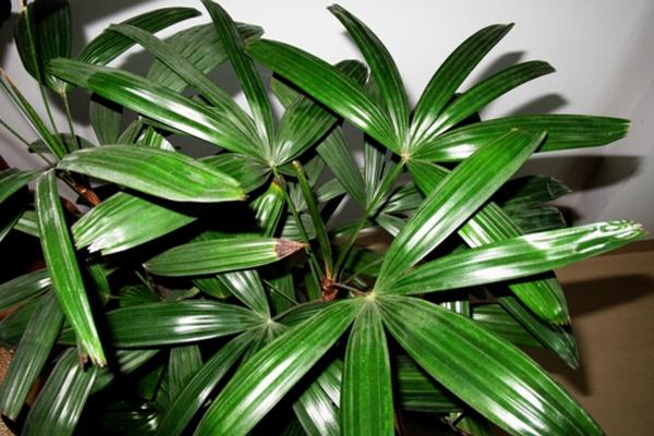 棕竹盆景怎么制作 盆栽棕竹養(yǎng)殖方法