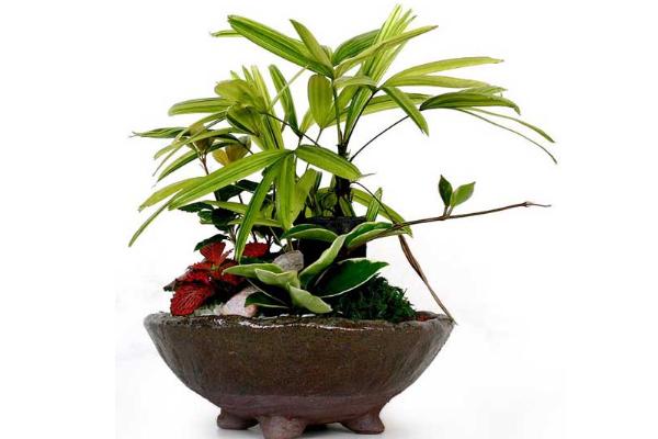 棕竹盆景怎么制作 盆栽棕竹養殖方法