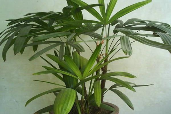 棕竹盆景怎么制作 盆栽棕竹養殖方法