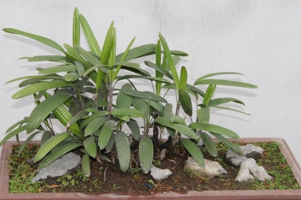 棕竹盆景怎么制作 盆栽棕竹養殖方法